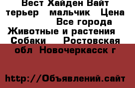 Вест Хайден Вайт терьер - мальчик › Цена ­ 35 000 - Все города Животные и растения » Собаки   . Ростовская обл.,Новочеркасск г.